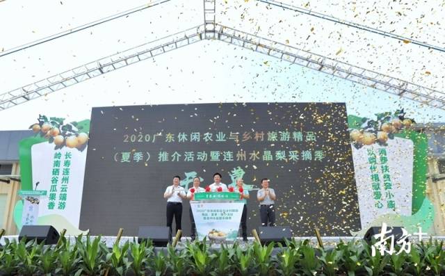 連州水晶梨采摘季正式開啟。梁素雅 攝