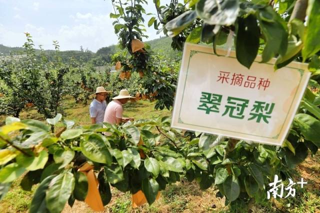 走進(jìn)果場采摘水晶梨。梁素雅 攝