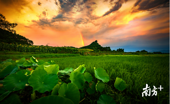 巾峰綠海。成堅(jiān)強(qiáng) 攝