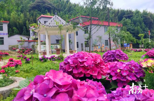 繡球花開(kāi)。張萍 攝