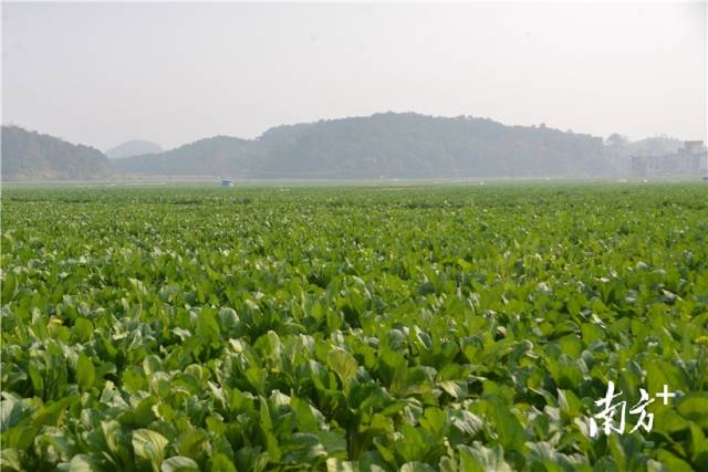 河田蔬菜基地內(nèi)，連片千畝菜心長(zhǎng)勢(shì)喜人。張曉欣 攝