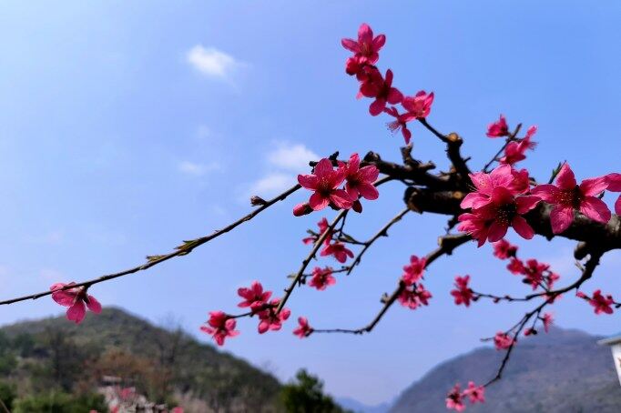 千年古城被一片片粉紅席卷。清遠(yuǎn)日報(bào)記者 周璐 攝