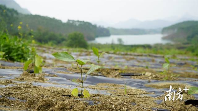 迎風搖曳、綠意盎然的五指毛桃種苗。