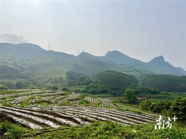 九陂鎮(zhèn)高相村打造的中藥材種植基地。