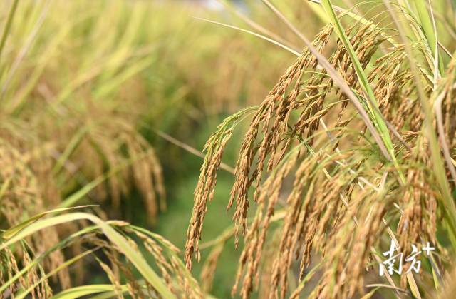 保安鎮(zhèn)建成800畝富硒絲苗米基地和1100畝富硒香芋種植區(qū)，帶動(dòng)村民增收。黃津 攝