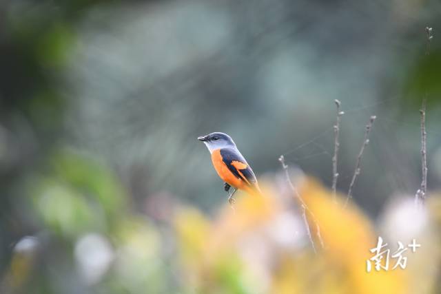 灰喉山椒鳥(niǎo)。伍國(guó)儀 攝