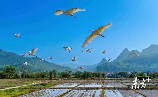 藍(lán)天精靈在青山綠水間自由翱翔。羅敏 攝