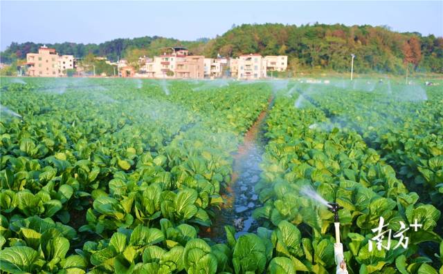 水肥一體化，讓基地每年節(jié)約成本約200萬元。黃津 攝