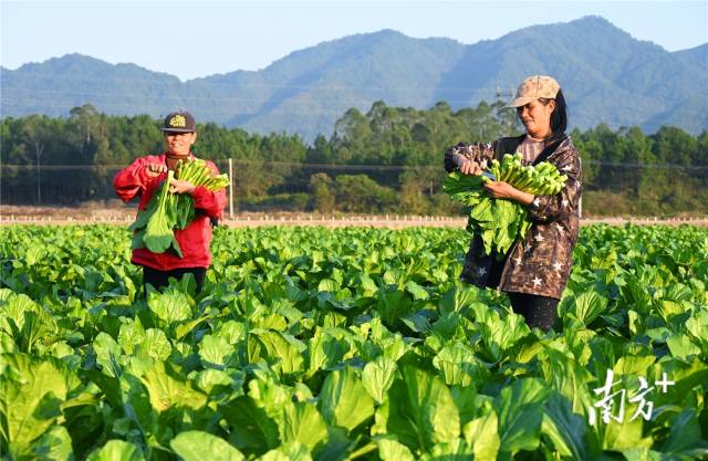 連州菜心。黃津 攝