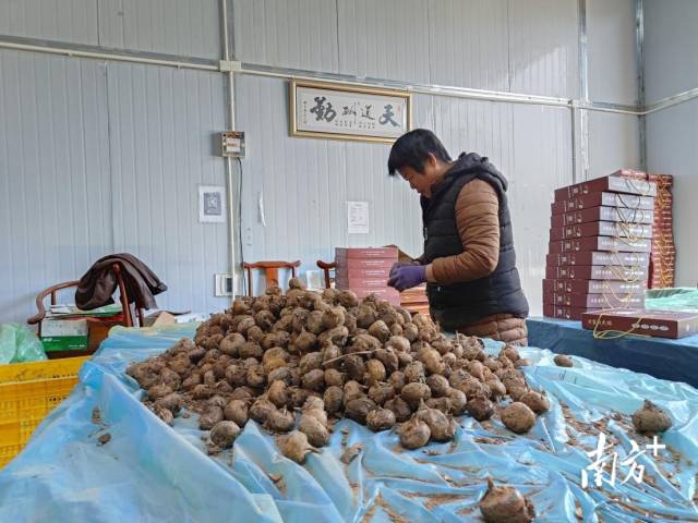 大富頭馬蹄獲評(píng)“嶺南生態(tài)氣候優(yōu)品”。