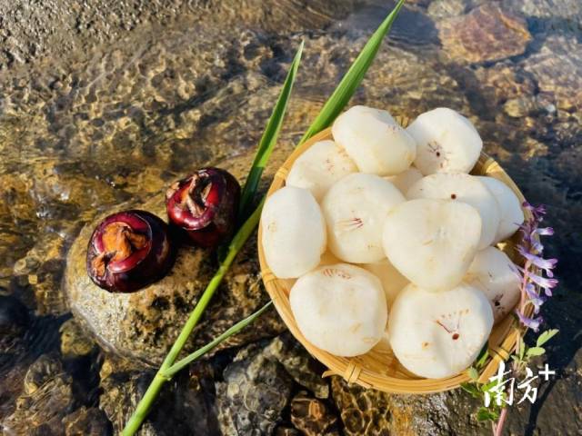 清甜無(wú)渣的大富頭村馬蹄。