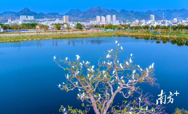 鳥類是“藍天精靈”，愛鳥護鳥，人人有責。羅敏 攝
