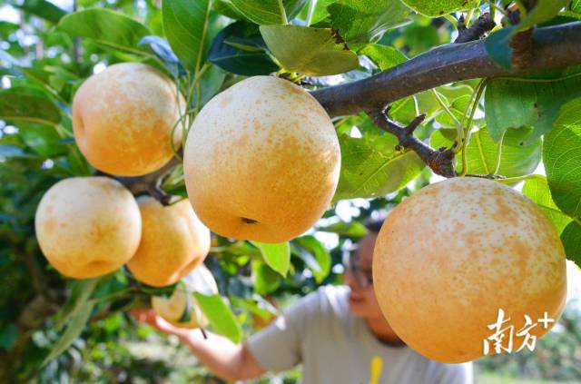 九陂鎮(zhèn)“花果經(jīng)濟(jì)”成效喜人。黃津 攝