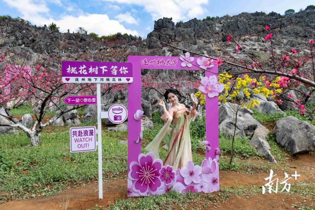 連州正以滿山桃色，向八方游客發(fā)出春日邀請。愛地旅游 供圖