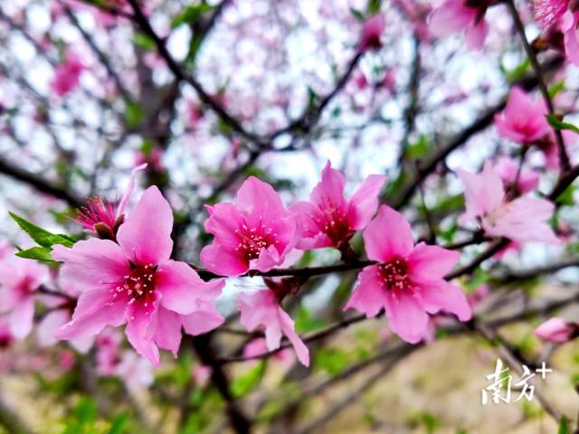連州桃花花開正艷。黃瀅 攝
