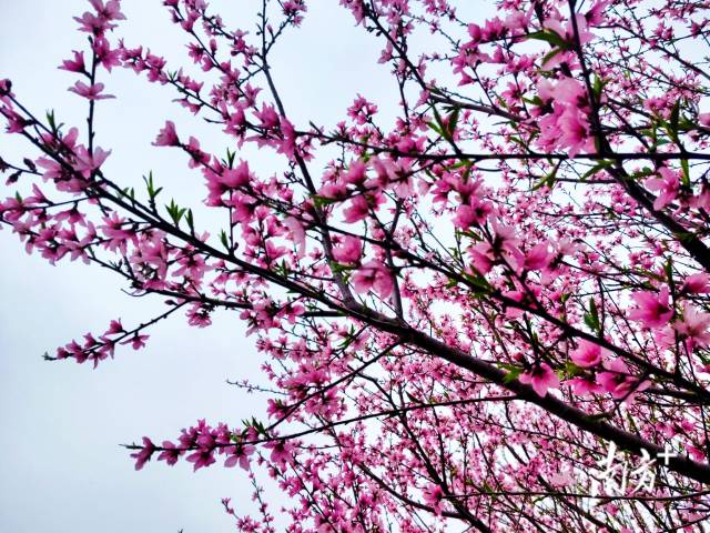 連片的桃花綴滿枝頭，成為連州鄉(xiāng)村最動人的底色。黃瀅 攝