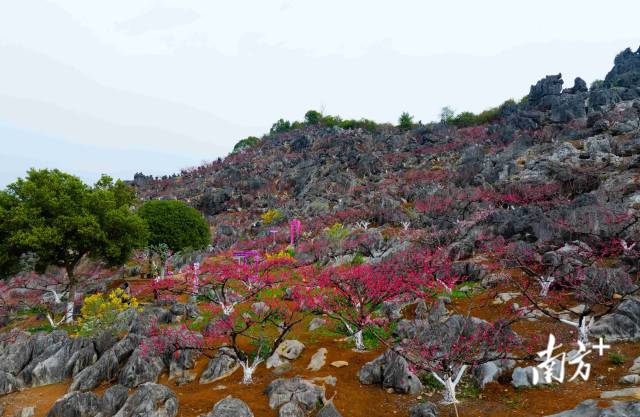東陂鎮(zhèn)大洞村石林桃花園內(nèi)層層疊疊的桃花。愛地旅游 供圖