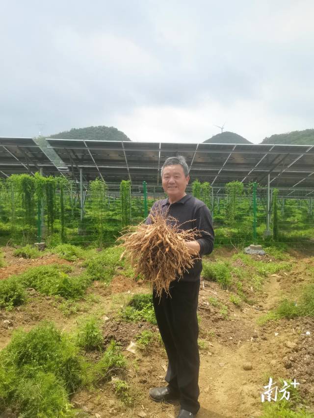 西江鎮(zhèn)以“農(nóng)光互補(bǔ)”模式盤(pán)活土地資源，實(shí)現(xiàn)清潔能源開(kāi)發(fā)與特色農(nóng)業(yè)發(fā)展雙向賦能。西江鎮(zhèn)供圖